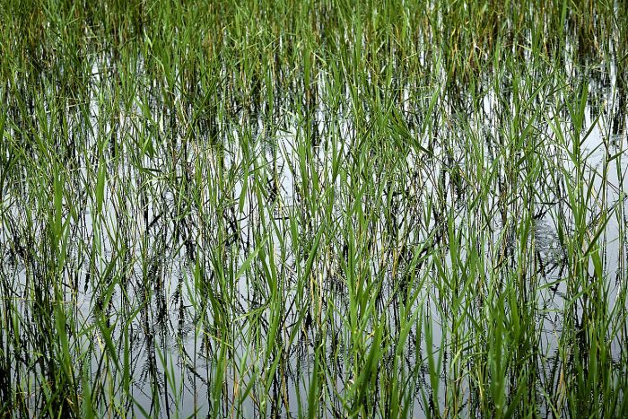 photographie de nature sauvage