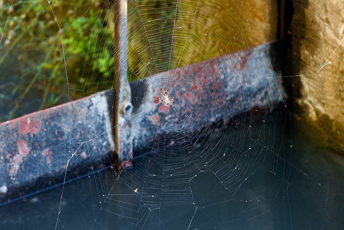Dernières vies : martelières, vestiges d’un patrimoine hydraulique, mémoire d’une biodiversité menacée
