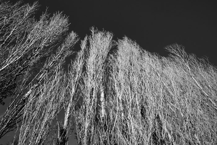 Branchages de peupliers sentinelles découpés par la lumière rasante, Provence, noir et blanc