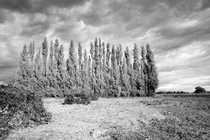 Silhouette graphique de peupliers sentinelles au bord d'un champ, photographie artistique
