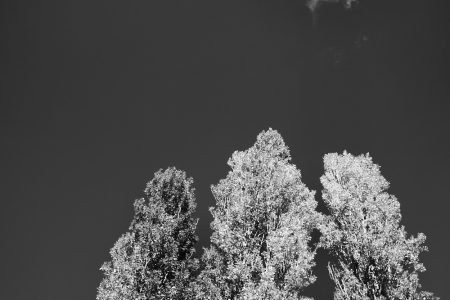 Peupliers sentinelles sous le soleil de Provence, jeu d’ombres et de lumière en noir et blanc