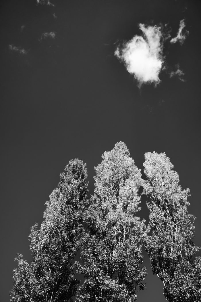 Peupliers sentinelles sous le soleil de Provence, jeu d’ombres et de lumière en noir et blanc