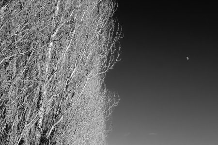 Branchages entrelacés de peupliers sentinelles devant la lune, photo artistique
