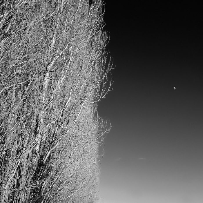 Branchages entrelacés de peupliers sentinelles devant la lune, photo artistique