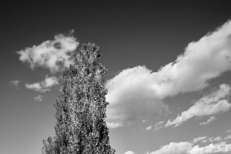 Silhouette graphique d'un peuplier sentinelle sur un ciel nuageux, photographie artistique en noir et blanc