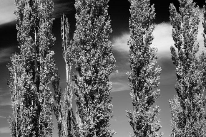 Peupliers sentinelles en Provence, branchages dessinés par la lumière, graphisme naturel en noir et blanc