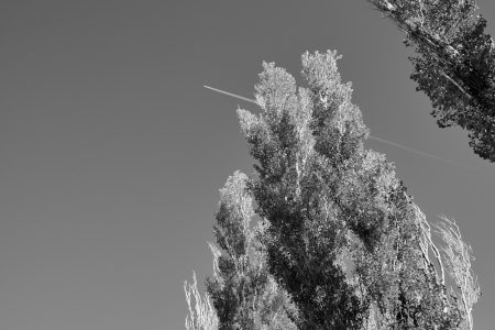 Branchages des peupliers sentinelles découpés par la lumière de Provence, noir et blanc