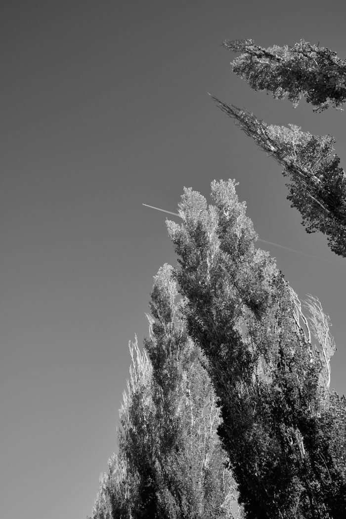 Branchages des peupliers sentinelles découpés par la lumière de Provence, noir et blanc