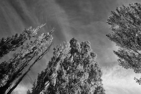 Peupliers sentinelles sous le soleil de Provence, jeu d’ombres et de lumière, noir et blanc