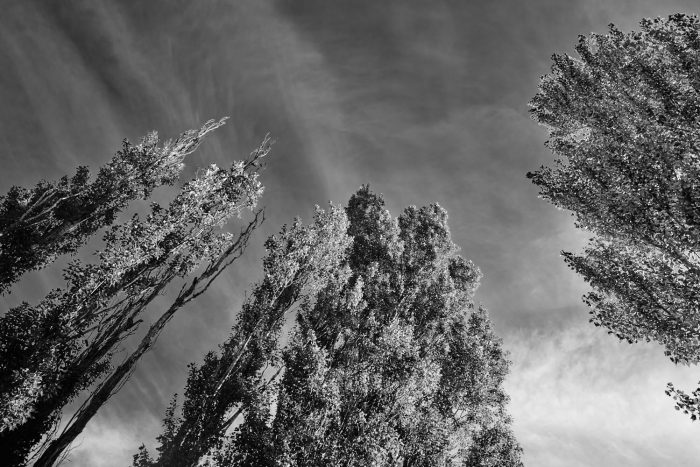 Peupliers sentinelles sous le soleil de Provence, jeu d’ombres et de lumière, noir et blanc