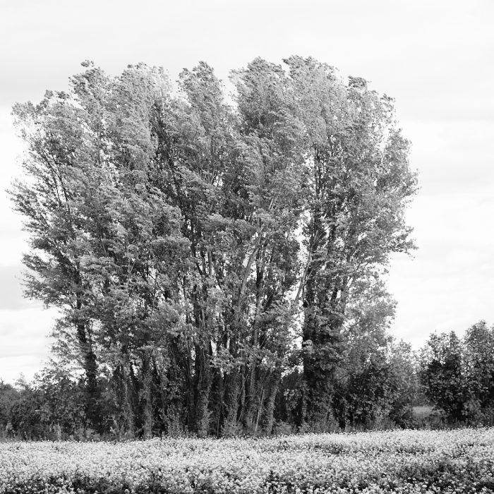 Lignes élégantes de branches des peupliers sentinelles dans le vent, photographie artistique