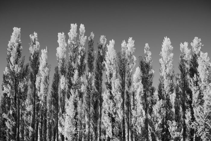 Feuilles des peupliers sentinelles enflammées par la lumière, contrastes puissants en noir et blanc