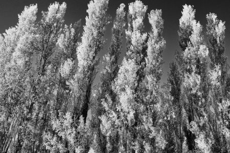 Feuillage des peupliers sentinelles illuminé par le soleil, contrastes saisissants, Provence