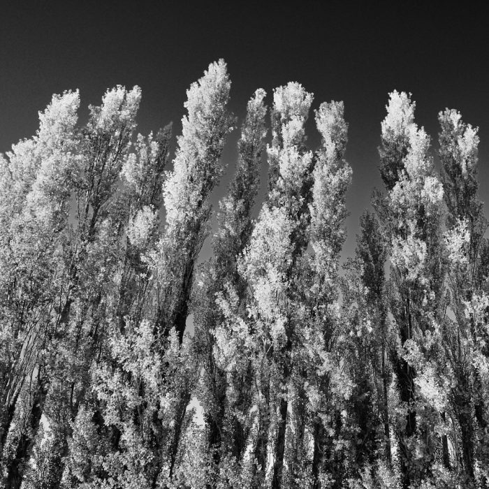 Feuillage des peupliers sentinelles illuminé par le soleil, contrastes saisissants, Provence